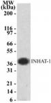 INHAT-1/TAF-1a/TAF-1b pAb tested by Western blot.
