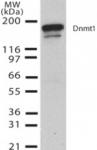 DNMT1 antibody (mAb) tested by Western blot.