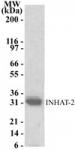 INHAT-2/pp32 pAb tested by Western blot.
