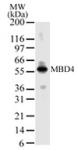 MBD4 pAb tested by Western blot.