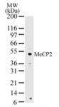 MeCP2 antibody (pAb) tested by Western blot.