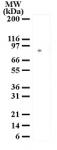 MRE11 pAb tested by Western blot.