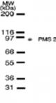 PMS2 mAb tested by Western blot.