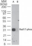Rad17 phospho Ser647 pAb tested by Western blot.