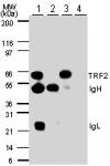 TRF2 pAb tested by Western blot.