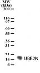 UBE2N pAb tested by Western blot.