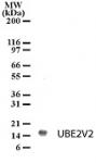 UBE2V2 pAb tested by Western blot.