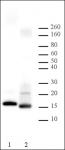 Histone H2B antibody tested by Western blot.