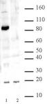 Jhd2 pAb tested by Western blot.