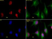 Mi-2 beta antibody tested by Western blot.