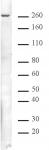 Mi-2 beta antibody tested by immunofluorescence.