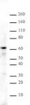 Aiolos pAb tested by Western blot.