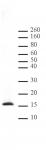 Histone H3 monomethyl Lys4 antibody (pAb) tested by immunofluorescence.