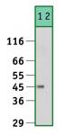 C/EBPa antibody tested by Western blot.