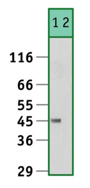 C/EBPa antibody tested by Western blot.