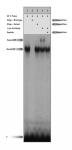 c-Jun antibody tested by supershift.