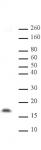 Histone H3 dimethyl Lys14 pAb tested by Western blot.