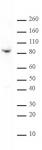 Kaiso mAb (Clone 6F1D) tested by Western blot.