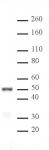 IRF-3 pAb tested by Western blot.