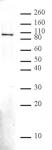 NBS1 pAb tested by Western blot.