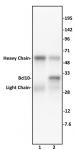 Bcl10 mAb (Clone 151) tested by Western blot.