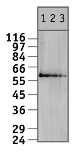 c-Myc antibody (mAb) (61 kDa form) tested by Western blot.
