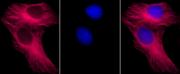 alpha Tubulin mAb (Clone 5-B-1-2) tested by Western blot.
