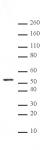 alpha Tubulin mAb (Clone 5-B-1-2) tested by immunofluorescence.