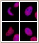 SNF2h mAb tested by Western blot.