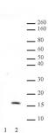 Histone H3 acetyl Lys64 antibody (pAb) tested by Western blot.