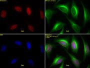 Histone H3 acetyl Lys64 antibody (pAb) tested by immunofluorescence.