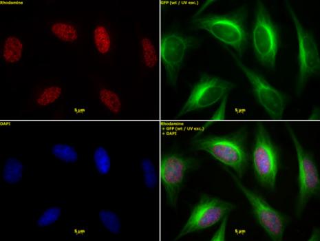 Histone H3 acetyl Lys64 antibody (pAb) tested by immunofluorescence.