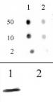 Histone H3 acetyl Lys64 antibody (pAb) tested by dot blot analysis.