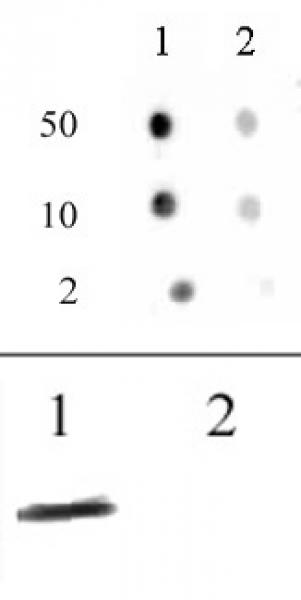 Histone H3 acetyl Lys64 antibody (pAb) tested by dot blot analysis.