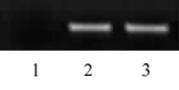 Histone H3 acetyl Lys64 antibody (pAb) tested by ChIP.