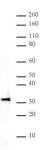 HMG-1 pAb tested by Western blot.