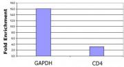 Histone H3 acetyl Lys79 pAb tested by Western blot.