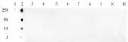 Histone H3 acetyl Lys79 pAb tested by ChIP.