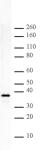 Histone H1 pAb tested by Western blot.