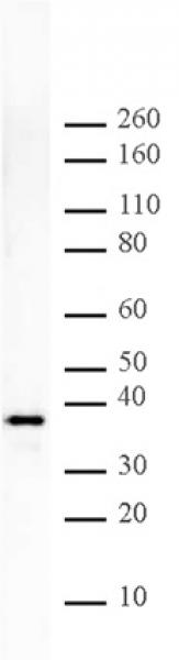 Histone H1 pAb tested by Western blot.