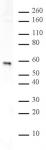 Rsf1 pAb tested by Western blot.