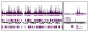 Histone H3 acetyl Lys14 antibody tested by Western blot.