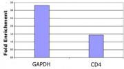 Histone H3 acetyl Lys14 antibody tested by dot blot analysis.