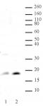 Histone H3 acetyl Lys14 antibody tested by ChIP.