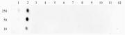 STAT1 phospho Ser727 pAb tested by dot blot analysis.