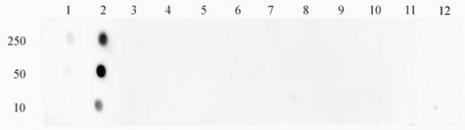 STAT1 phospho Ser727 pAb tested by dot blot analysis.
