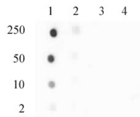 Histone H3.3 phospho Ser31 antibody tested by Dot blot.