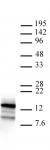 Htz1 pAb tested by Western blot.