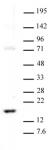 Histone H3 dimethyl Lys23 pAb tested by Western blot.