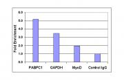 Histone H3 acetyl Lys14 pAb tested by Western blot.
